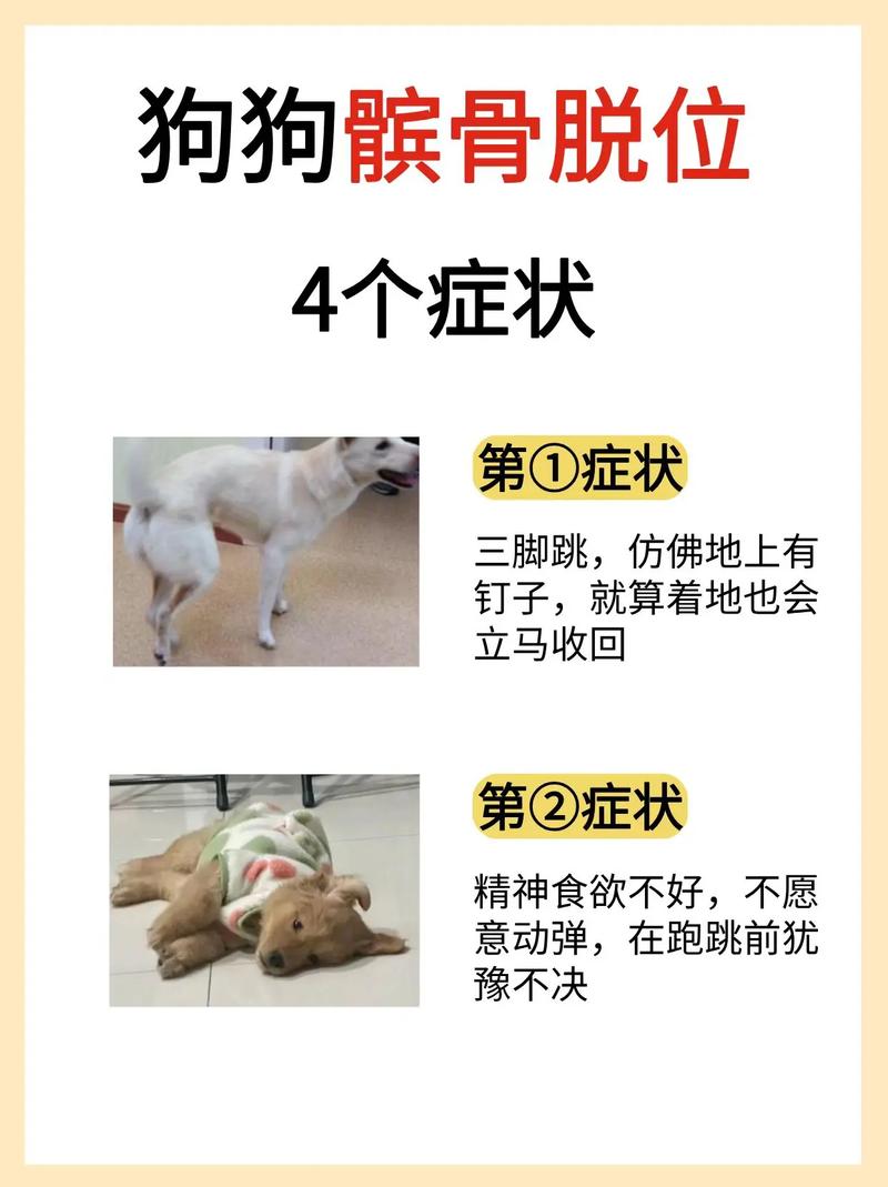狗狗髌骨脱位症状,泰迪狗狗髌骨脱位症状?-第5张图片-后鲨宠物 狗狗髌骨脱位症状,泰迪狗狗髌骨脱位症状?-第5张图片-后鲨宠物