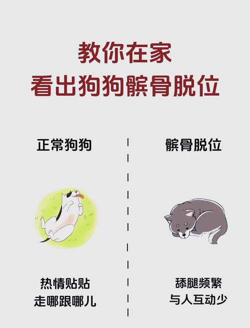 狗狗髌骨脱位症状,泰迪狗狗髌骨脱位症状?-第6张图片-后鲨宠物 狗狗髌骨脱位症状,泰迪狗狗髌骨脱位症状?-第6张图片-后鲨宠物