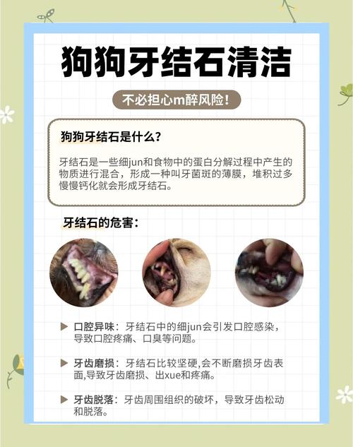 怎样去除狗狗牙结石_怎么去除狗狗牙结石-第4张图片-后鲨宠物 怎样去除狗狗牙结石_怎么去除狗狗牙结石-第4张图片-后鲨宠物