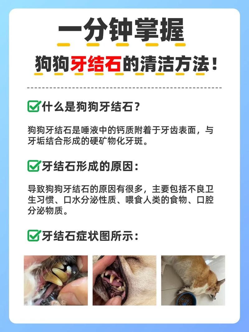 怎样去除狗狗牙结石_怎么去除狗狗牙结石-第5张图片-后鲨宠物 怎样去除狗狗牙结石_怎么去除狗狗牙结石-第5张图片-后鲨宠物