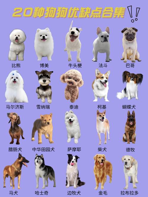 什么狗狗适合家养_什么狗狗适合家庭饲养-第1张图片-后鲨宠物 什么狗狗适合家养_什么狗狗适合家庭饲养-第1张图片-后鲨宠物