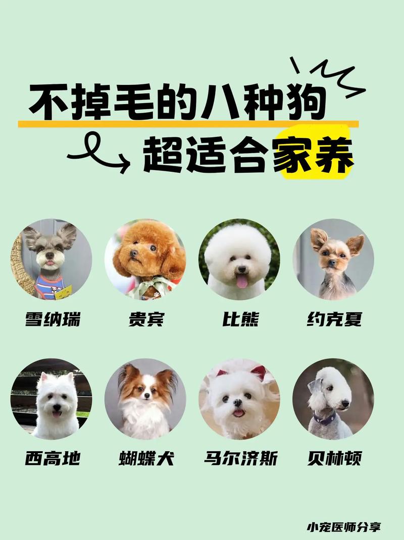 什么狗狗适合家养_什么狗狗适合家庭饲养-第4张图片-后鲨宠物 什么狗狗适合家养_什么狗狗适合家庭饲养-第4张图片-后鲨宠物