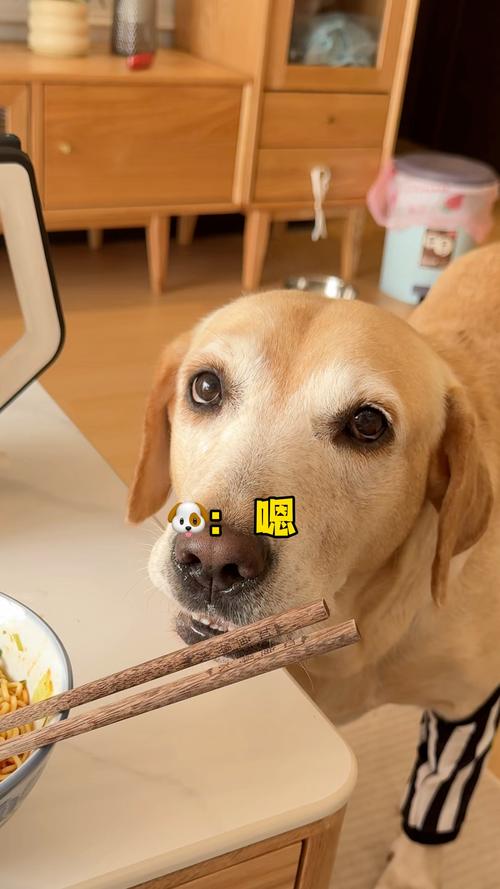 狗狗能吃方便面吗,狗狗能吃方便面吗为什么?-第1张图片-后鲨宠物 狗狗能吃方便面吗,狗狗能吃方便面吗为什么?-第1张图片-后鲨宠物