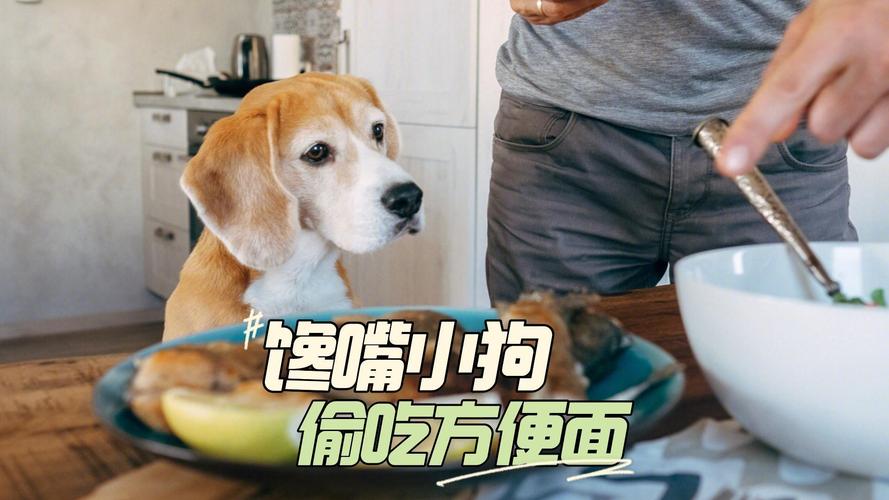 狗狗能吃方便面吗,狗狗能吃方便面吗为什么?-第3张图片-后鲨宠物 狗狗能吃方便面吗,狗狗能吃方便面吗为什么?-第3张图片-后鲨宠物