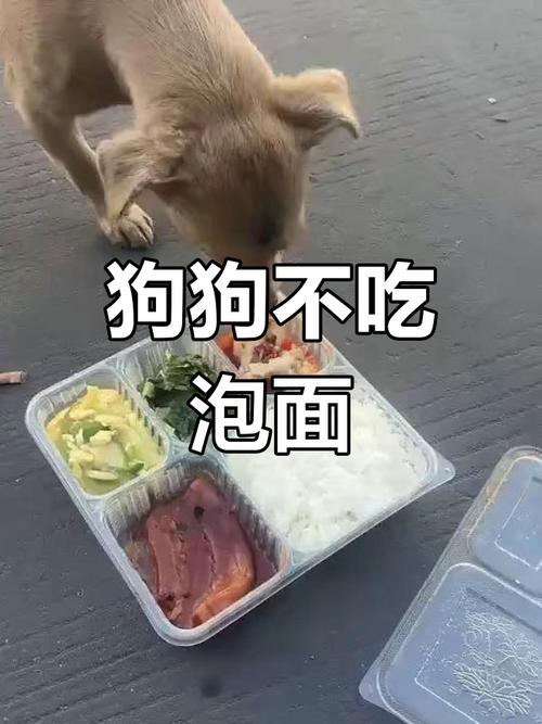 狗狗能吃方便面吗,狗狗能吃方便面吗为什么?-第4张图片-后鲨宠物 狗狗能吃方便面吗,狗狗能吃方便面吗为什么?-第4张图片-后鲨宠物