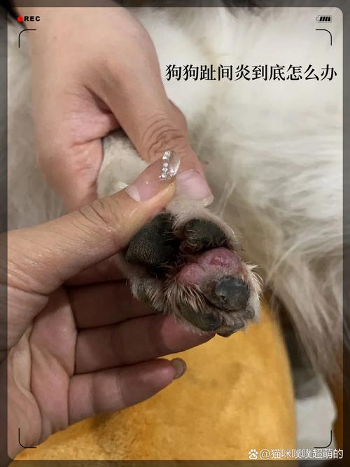 狗狗脚趾炎初期症状_狗狗脚趾炎用什么药最快-第4张图片-后鲨宠物