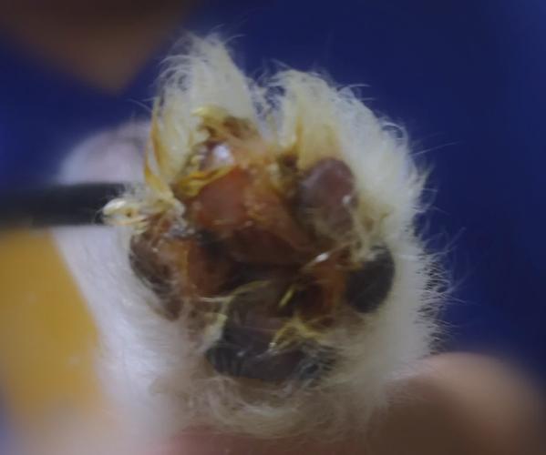 狗狗脚趾炎初期症状_狗狗脚趾炎用什么药最快-第5张图片-后鲨宠物