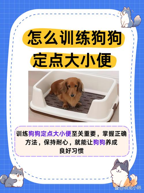 怎样训练泰迪狗狗大小便,怎样训练泰迪狗狗大小便呢?-第3张图片-后鲨宠物 怎样训练泰迪狗狗大小便,怎样训练泰迪狗狗大小便呢?-第3张图片-后鲨宠物