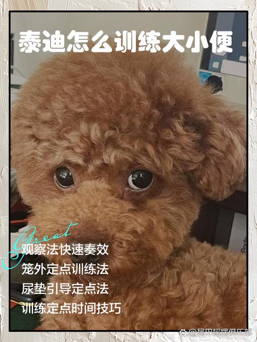 怎样训练泰迪狗狗大小便,怎样训练泰迪狗狗大小便呢?-第4张图片-后鲨宠物 怎样训练泰迪狗狗大小便,怎样训练泰迪狗狗大小便呢?-第4张图片-后鲨宠物