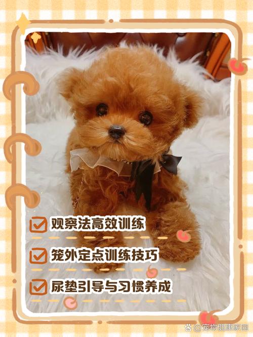 怎样训练泰迪狗狗大小便,怎样训练泰迪狗狗大小便呢?-第5张图片-后鲨宠物 怎样训练泰迪狗狗大小便,怎样训练泰迪狗狗大小便呢?-第5张图片-后鲨宠物