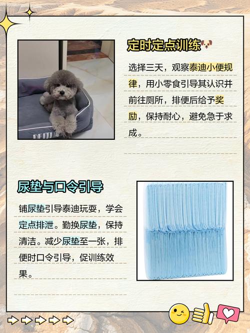 怎样训练泰迪狗狗大小便,怎样训练泰迪狗狗大小便呢?-第6张图片-后鲨宠物 怎样训练泰迪狗狗大小便,怎样训练泰迪狗狗大小便呢?-第6张图片-后鲨宠物