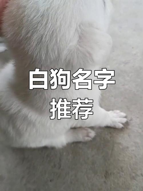 白色的狗狗取什么名字,白色的狗狗取什么名字旺主人-第1张图片-后鲨宠物 白色的狗狗取什么名字,白色的狗狗取什么名字旺主人-第1张图片-后鲨宠物