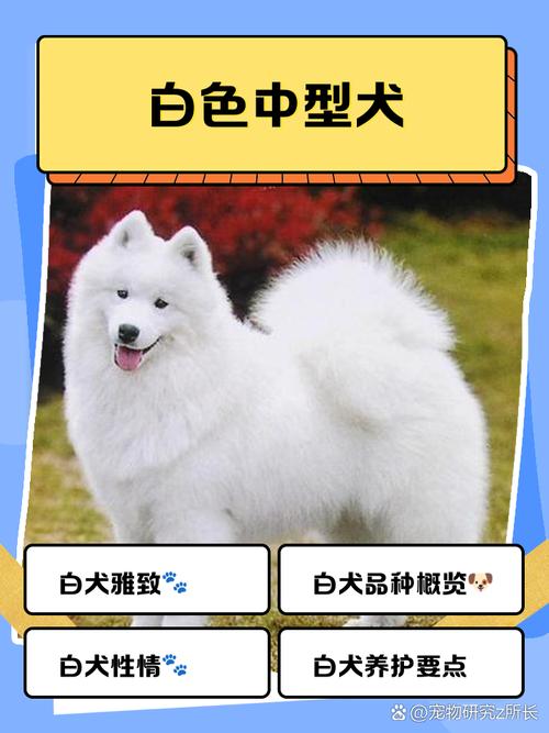 白色的狗狗取什么名字,白色的狗狗取什么名字旺主人-第2张图片-后鲨宠物 白色的狗狗取什么名字,白色的狗狗取什么名字旺主人-第2张图片-后鲨宠物