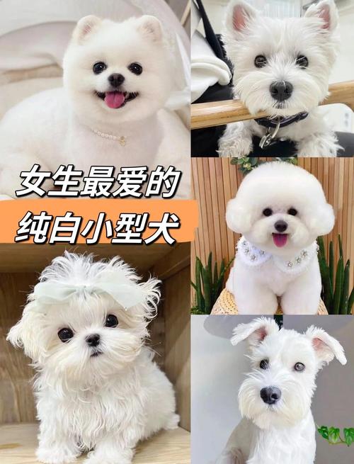 白色的狗狗取什么名字,白色的狗狗取什么名字旺主人-第5张图片-后鲨宠物 白色的狗狗取什么名字,白色的狗狗取什么名字旺主人-第5张图片-后鲨宠物