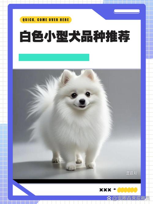 白色的狗狗取什么名字,白色的狗狗取什么名字旺主人-第6张图片-后鲨宠物 白色的狗狗取什么名字,白色的狗狗取什么名字旺主人-第6张图片-后鲨宠物