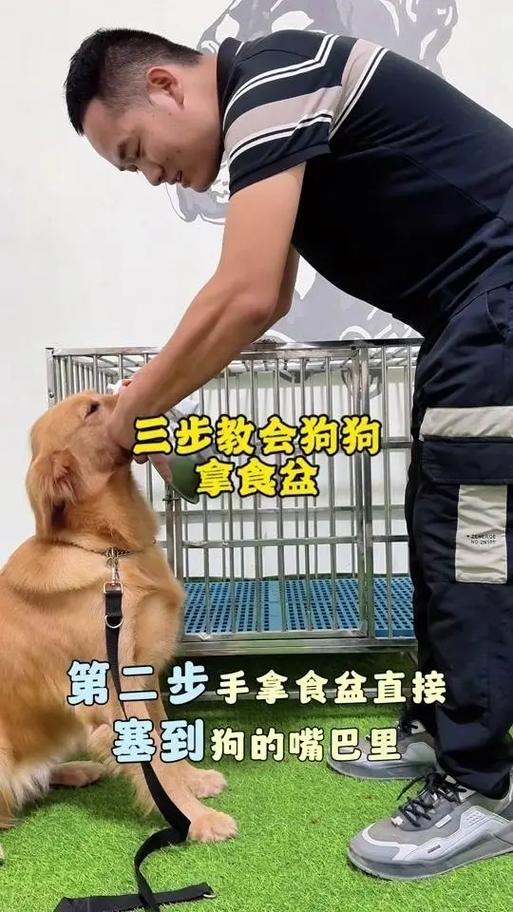 怎么教狗狗拿东西_怎么教狗狗拿东西不咬人-第3张图片-后鲨宠物 怎么教狗狗拿东西_怎么教狗狗拿东西不咬人-第3张图片-后鲨宠物