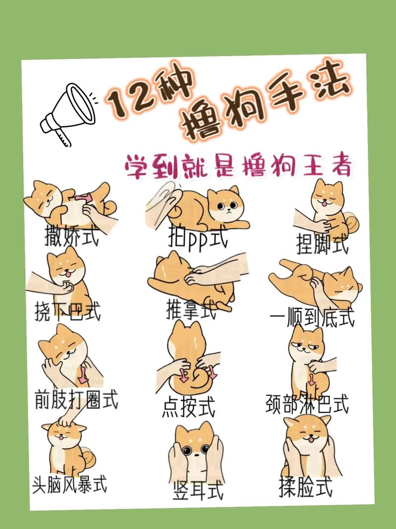 怎么教狗狗拿东西_怎么教狗狗拿东西不咬人-第4张图片-后鲨宠物 怎么教狗狗拿东西_怎么教狗狗拿东西不咬人-第4张图片-后鲨宠物