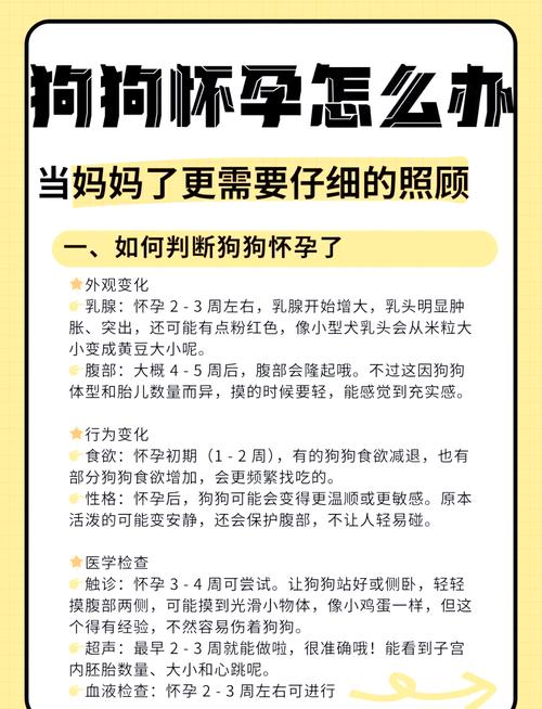 狗狗怀孕要注意什么,狗狗怀孕注意啥-第4张图片-后鲨宠物 狗狗怀孕要注意什么,狗狗怀孕注意啥-第4张图片-后鲨宠物