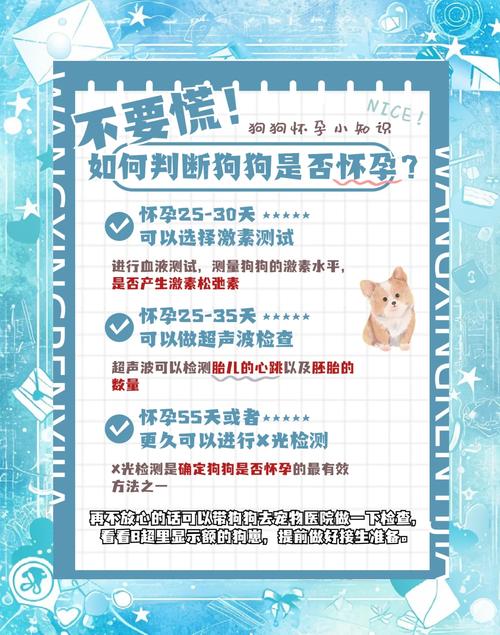 狗狗怀孕要注意什么,狗狗怀孕注意啥-第5张图片-后鲨宠物 狗狗怀孕要注意什么,狗狗怀孕注意啥-第5张图片-后鲨宠物