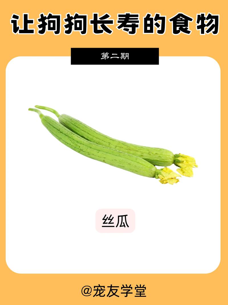 狗狗能吃丝瓜吗,狗狗能吃丝瓜吗为什么-第3张图片-后鲨宠物 狗狗能吃丝瓜吗,狗狗能吃丝瓜吗为什么-第3张图片-后鲨宠物