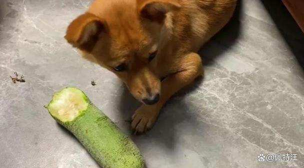 狗狗能吃丝瓜吗,狗狗能吃丝瓜吗为什么-第4张图片-后鲨宠物 狗狗能吃丝瓜吗,狗狗能吃丝瓜吗为什么-第4张图片-后鲨宠物