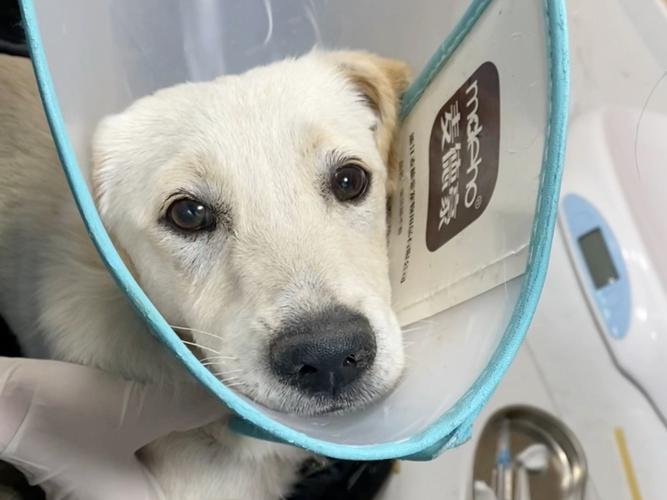 狗狗得了细小可以喝水吗,狗得细小能不能喝水-第1张图片-后鲨宠物 狗狗得了细小可以喝水吗,狗得细小能不能喝水-第1张图片-后鲨宠物