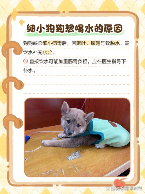 狗狗得了细小可以喝水吗,狗得细小能不能喝水-第3张图片-后鲨宠物 狗狗得了细小可以喝水吗,狗得细小能不能喝水-第3张图片-后鲨宠物