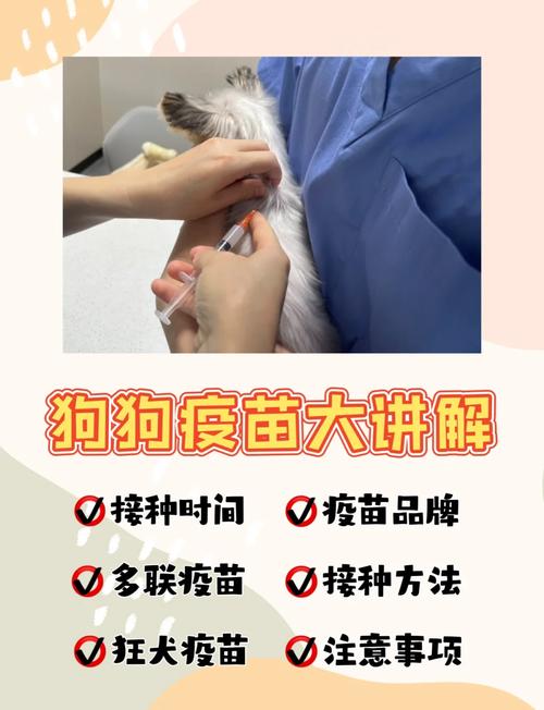 狗狗可以不打疫苗吗,狗可以不打疫苗直接打狂犬吗-第2张图片-后鲨宠物 狗狗可以不打疫苗吗,狗可以不打疫苗直接打狂犬吗-第2张图片-后鲨宠物