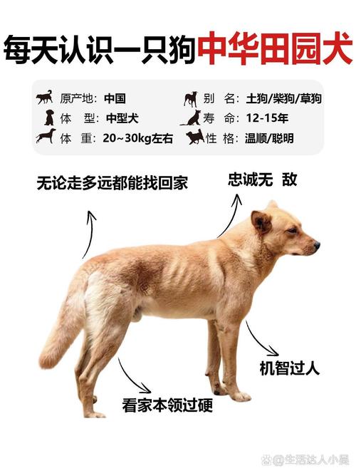 狗狗可以不打疫苗吗,狗可以不打疫苗直接打狂犬吗-第4张图片-后鲨宠物 狗狗可以不打疫苗吗,狗可以不打疫苗直接打狂犬吗-第4张图片-后鲨宠物