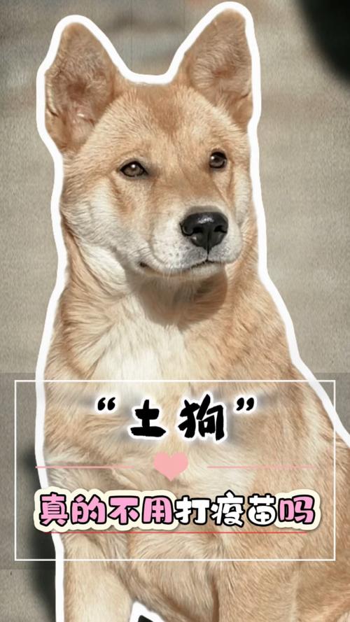 狗狗可以不打疫苗吗,狗可以不打疫苗直接打狂犬吗-第5张图片-后鲨宠物 狗狗可以不打疫苗吗,狗可以不打疫苗直接打狂犬吗-第5张图片-后鲨宠物