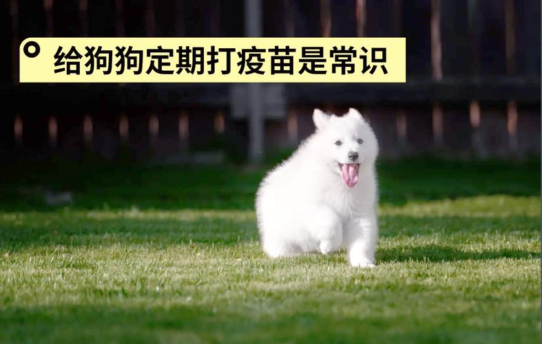 狗狗可以不打疫苗吗,狗可以不打疫苗直接打狂犬吗-第6张图片-后鲨宠物 狗狗可以不打疫苗吗,狗可以不打疫苗直接打狂犬吗-第6张图片-后鲨宠物