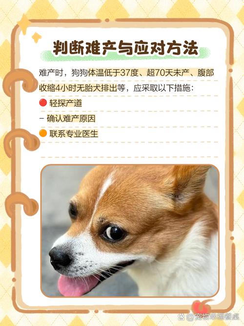 怎样帮狗狗助产_帮助狗狗生产的办法-第2张图片-后鲨宠物 怎样帮狗狗助产_帮助狗狗生产的办法-第2张图片-后鲨宠物