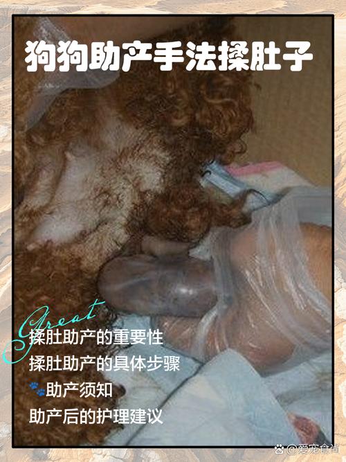 怎样帮狗狗助产_帮助狗狗生产的办法-第4张图片-后鲨宠物 怎样帮狗狗助产_帮助狗狗生产的办法-第4张图片-后鲨宠物