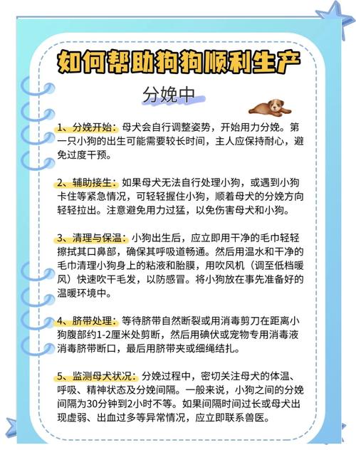 怎样帮狗狗助产_帮助狗狗生产的办法-第6张图片-后鲨宠物 怎样帮狗狗助产_帮助狗狗生产的办法-第6张图片-后鲨宠物
