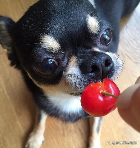 狗狗可以吃车厘子吗_狗可以吃车厘子嘛-第1张图片-后鲨宠物 狗狗可以吃车厘子吗_狗可以吃车厘子嘛-第1张图片-后鲨宠物
