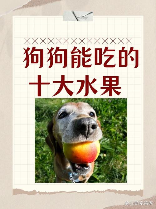 狗狗可以吃车厘子吗_狗可以吃车厘子嘛-第3张图片-后鲨宠物 狗狗可以吃车厘子吗_狗可以吃车厘子嘛-第3张图片-后鲨宠物