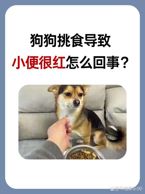 狗狗可以吃车厘子吗_狗可以吃车厘子嘛-第4张图片-后鲨宠物 狗狗可以吃车厘子吗_狗可以吃车厘子嘛-第4张图片-后鲨宠物