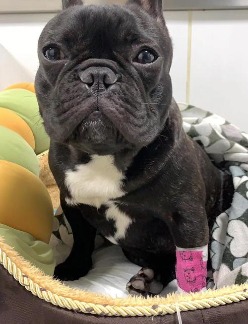 关于狗狗上呼吸道感染症状的信息-第6张图片-后鲨宠物 关于狗狗上呼吸道感染症状的信息-第6张图片-后鲨宠物