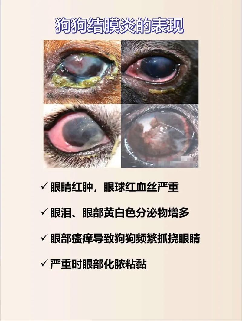 狗狗结膜炎用什么药_狗狗得了结膜炎用什么药-第5张图片-后鲨宠物 狗狗结膜炎用什么药_狗狗得了结膜炎用什么药-第5张图片-后鲨宠物