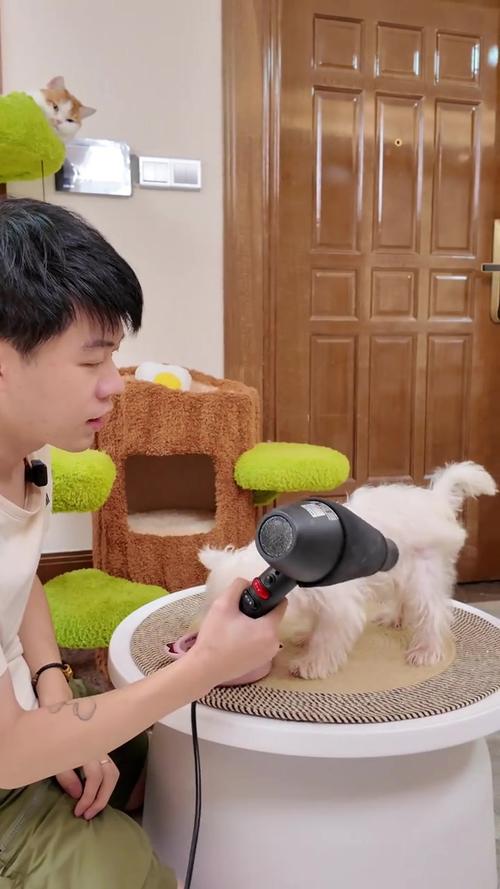 狗狗害怕吹风机怎么办，狗特别害怕吹风机？-第1张图片-后鲨宠物