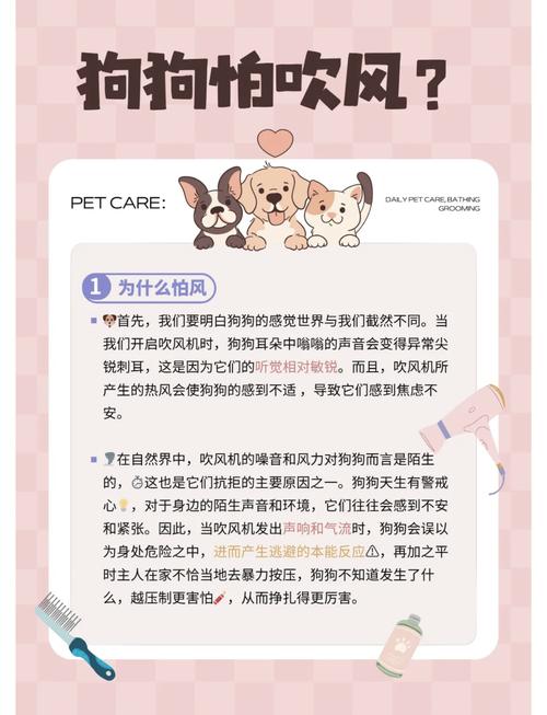 狗狗害怕吹风机怎么办，狗特别害怕吹风机？-第2张图片-后鲨宠物