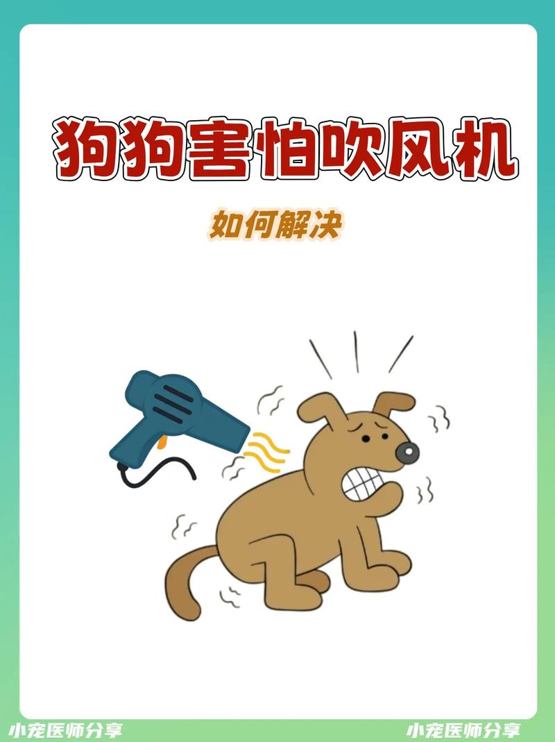 狗狗害怕吹风机怎么办，狗特别害怕吹风机？-第3张图片-后鲨宠物