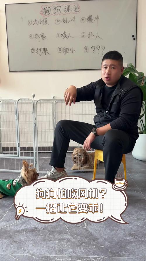 狗狗害怕吹风机怎么办，狗特别害怕吹风机？-第4张图片-后鲨宠物