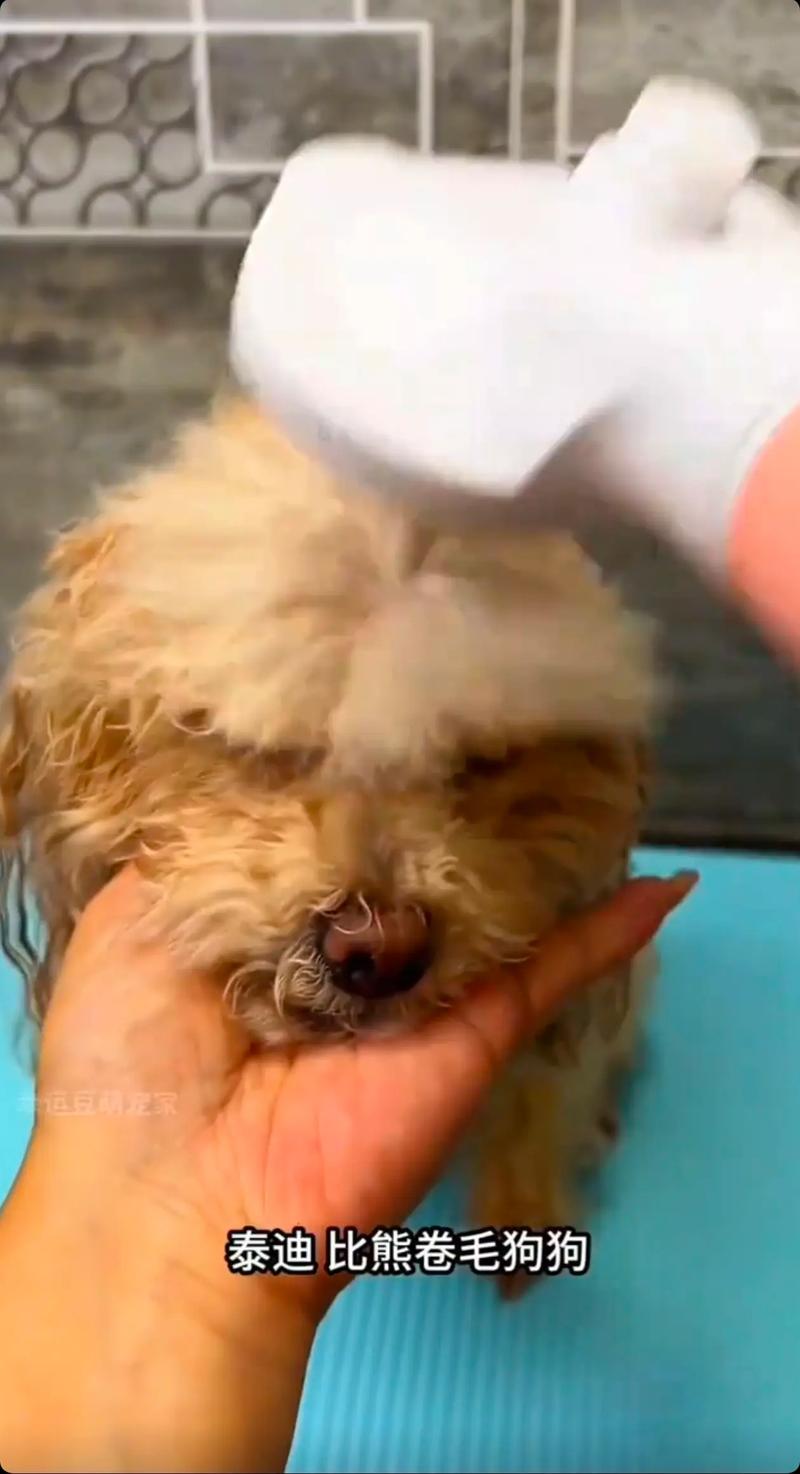 狗狗害怕吹风机怎么办，狗特别害怕吹风机？-第5张图片-后鲨宠物