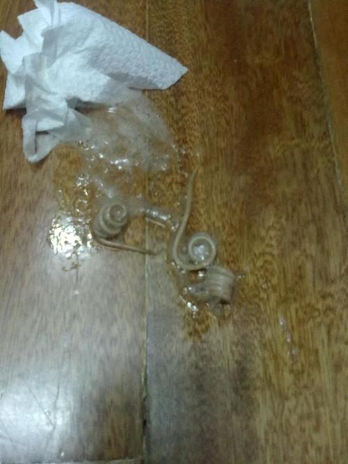 小狗狗吐虫子怎么回事,狗狗吐虫子怎么处理-第2张图片-后鲨宠物 小狗狗吐虫子怎么回事,狗狗吐虫子怎么处理-第2张图片-后鲨宠物