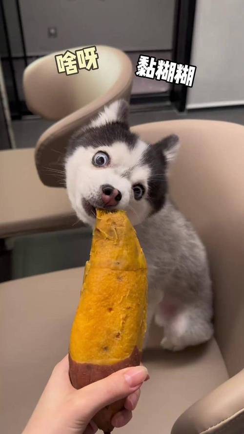 狗狗能吃香瓜吗,狗能吃香瓜之类的吗?-第2张图片-后鲨宠物 狗狗能吃香瓜吗,狗能吃香瓜之类的吗?-第2张图片-后鲨宠物