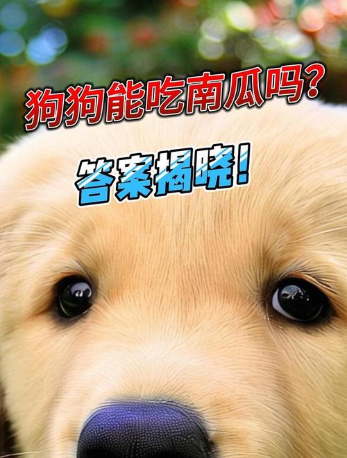 狗狗能吃香瓜吗,狗能吃香瓜之类的吗?-第3张图片-后鲨宠物 狗狗能吃香瓜吗,狗能吃香瓜之类的吗?-第3张图片-后鲨宠物