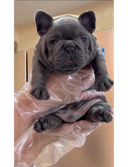 狗狗能吃香瓜吗,狗能吃香瓜之类的吗?-第4张图片-后鲨宠物 狗狗能吃香瓜吗,狗能吃香瓜之类的吗?-第4张图片-后鲨宠物