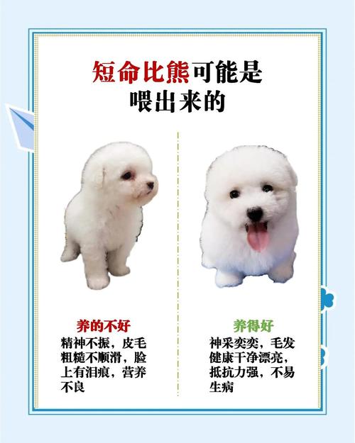 狗狗能吃香瓜吗,狗能吃香瓜之类的吗?-第6张图片-后鲨宠物 狗狗能吃香瓜吗,狗能吃香瓜之类的吗?-第6张图片-后鲨宠物