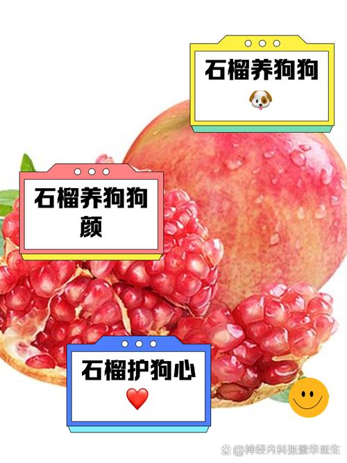 狗狗能吃石榴吗_狗狗可以吃石榴没-第3张图片-后鲨宠物 狗狗能吃石榴吗_狗狗可以吃石榴没-第3张图片-后鲨宠物